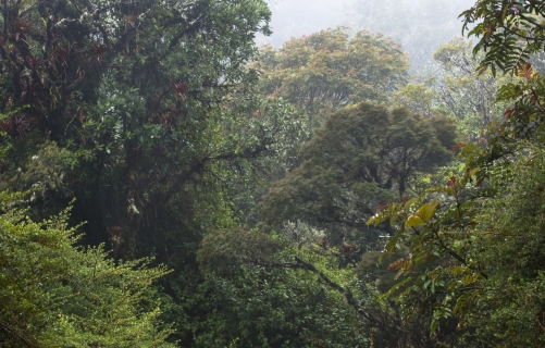 Frédéric-Demeuse-WALD-tropical-forest
